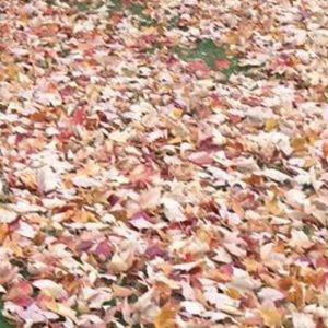 Meet your Posher, Rahma